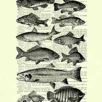 Fish species collection in black and white by Madame Memento