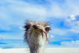 Ostrich in a farm on a background of blue sky looking at you