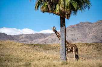 A long slender giraffe in palm springs california