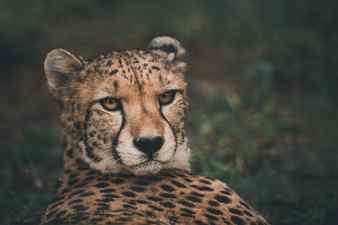 Cheetah rested but the eyes still look victim black tear like streaks on the face endangered on the iucn red list color vintage style south africa