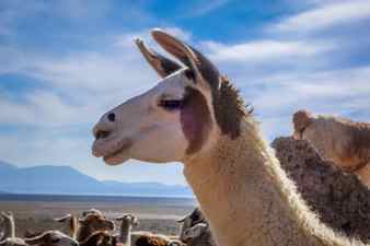 Lamas lamas herd in eduardo avaroa national park bolivia
