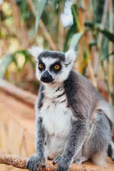 Ring tailed lemur close up view