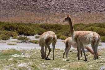 Vicunja wild in anden mountains chile south america Stock Photo