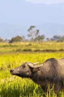 Mammal animal thai buffalo in grass field