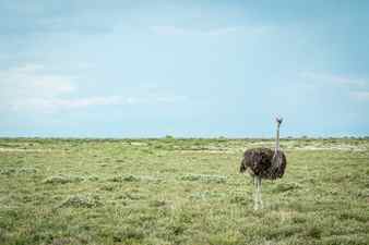 Ostrich standing in the grass in the etosha national park nambia Stock Photo