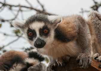 Portrait of red lemur in natural habitat