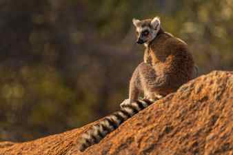 Ring tailed lemur lemur catta beautiful lemur from southern madagascar forests anja reserve madagascar