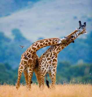 Two male giraffes fighting each other in the savannah kenya tanzania east africa an excellent illustration Stock Photo