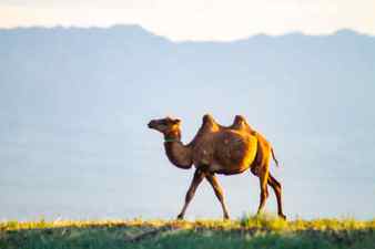 Nice camel in meadow grass mongolia Stock Photo