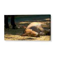 Sleeping Horse Canvas Print / Canvas Art by Louise Fahy