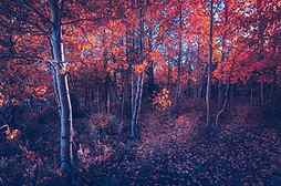 Fall Of Autumn Trees, autumn, trees, nature, HD wallpaper