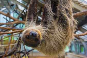 Happy sloth hanging on a tree Stock Photo