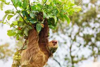 The sloth on the tree in costa rica central america Stock Photo