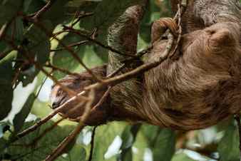 Cute sloth hanging on tree branch perfect portrait of wild animal in the rainforest of costa rica Stock Photo