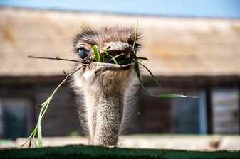 Black african ostrich or struthio camelus Stock Photo