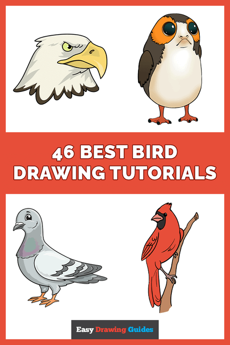 46 Easy Bird Drawing Tutorials Pinterest Image