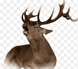 Reindeer Red deer Elk Moose, deer head, antler, mammal png thumbnail