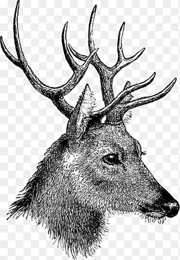 black deer sketch, Vintage Deer Head, animals, deer png thumbnail