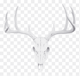 Reindeer White-tailed deer Antler Roe deer, large deer head, antler, head png thumbnail