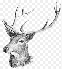 White-tailed deer Moose Reindeer, Deer Head Free, antler, mammal png thumbnail