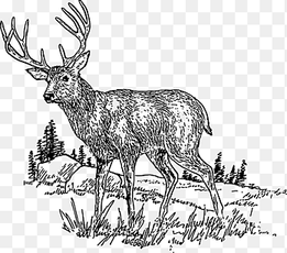 White-tailed deer, deer head, antler, mammal png thumbnail