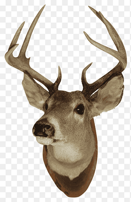 White-tailed deer Reindeer Elk Moose, deer head, antler, animals png thumbnail