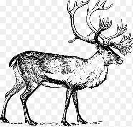 White-tailed deer Drawing Moose, deer head, antler, mammal png thumbnail