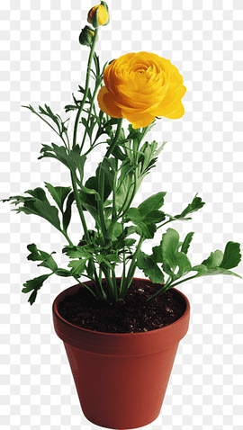 Flower Vase Rose Yellow, potted plant, white, vase, flower png thumbnail