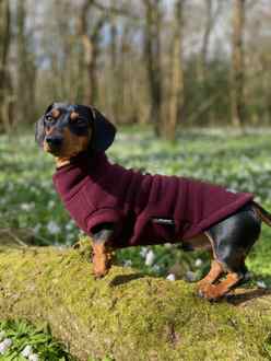 Dachsie Jumper, Mulberry