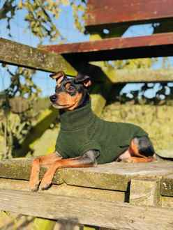 Dachsie Jumper, Loden Green