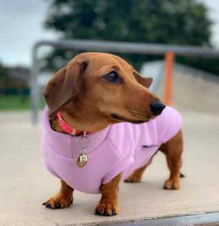 Dachsie Jumper, Pale Heather