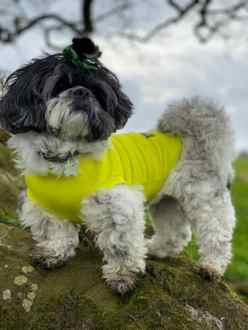 T-Shirt Body, Lime Yellow