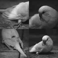 Anita-Forde-Eg-13-Bird-Photography-in-Black-and-White