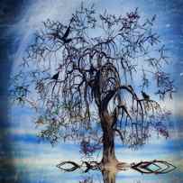 The Wishing Tree by John Edwards