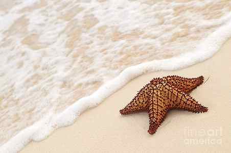 Wall Art - Photograph - Starfish on tropical beach by Elena Elisseeva