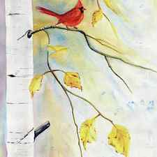 Cardinal On Birch Tree by Melly Terpening