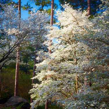 Flowering Dogwood