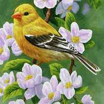 Female American Goldfinch and Apple Blossoms by Crista Forest