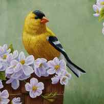 Goldfinch Blossoms Greeting Card 3 by Crista Forest