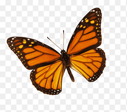 Monarch butterfly Drawing Color, butterfly, brush Footed Butterfly, insects png thumbnail