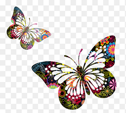 two multicolored floral butterflies, Butterfly Drawing Painting, Butterflies, brush Footed Butterfly, symmetry png thumbnail