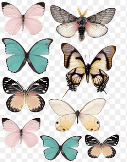 assorted-color butterflies collage, Butterfly Paper Stencil Drawing, butterfly, brush Footed Butterfly, butterfly Group png thumbnail