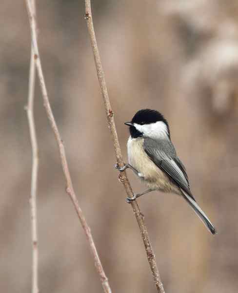 A Black-capped Chickadee in Perryman, southwestern Harford Co., Maryland (12/11/2010). Photo by Bill Hubick.