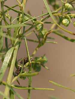 Picture of first instar larva of Papilio oregonius on artemisia dracunculus