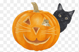 Black cat Halloween Pumpkin Jack-o