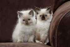 Cat - two Ragdoll kittens