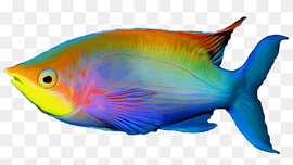 Tropical fish, fish, marine Mammal, image File Formats, animals png thumbnail