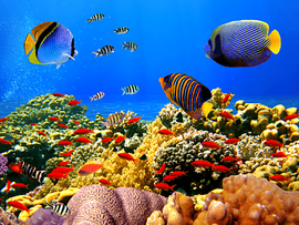 Great Barrier Reef Coral reef Sea, coral, computer Wallpaper, animal, bed And Breakfast png thumbnail