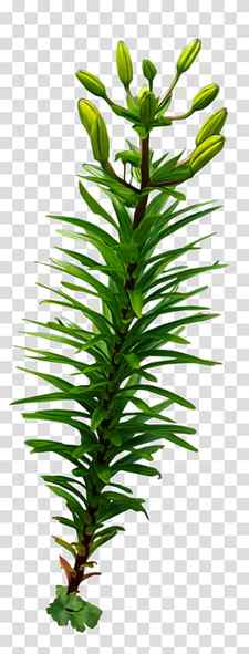 green plant, Desktop Seaweed , plant transparent background PNG clipart thumbnail