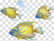 Marine biology Seawater Coral reef fish , swimming fish transparent background PNG clipart thumbnail